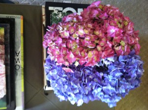 Hydrangea from my garden