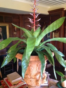 The beautiful Bromeliad