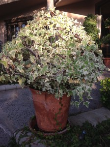 On this shape, I trained varigated ivy from my daughter Meg's wedding. A very nice "keepsake."