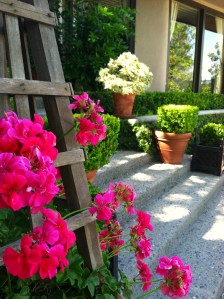 Geraniums in bright pink are put in strategic places such as the entry.