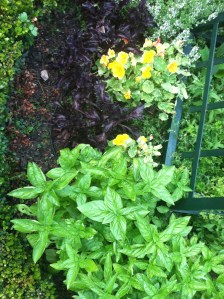 Beth's garden with all kinds of basil.
