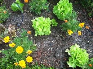 Beth's lettuce & marigolds to protect from bugs.