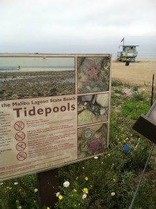 Malibu beach restoration.