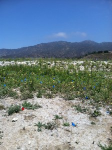 Bird Santurary and preservation of wildlife.
