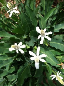 Natural beach flowers are preserved.