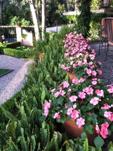 I like to rotate various plants in front of our fountain. Here for the summer is an ivy geranium. A nice pop of color as you enter the courtyard.