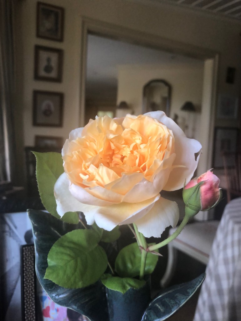 image_2E44EA39-5462-4B22-B8D7-61088364BE5B.IMG_5257