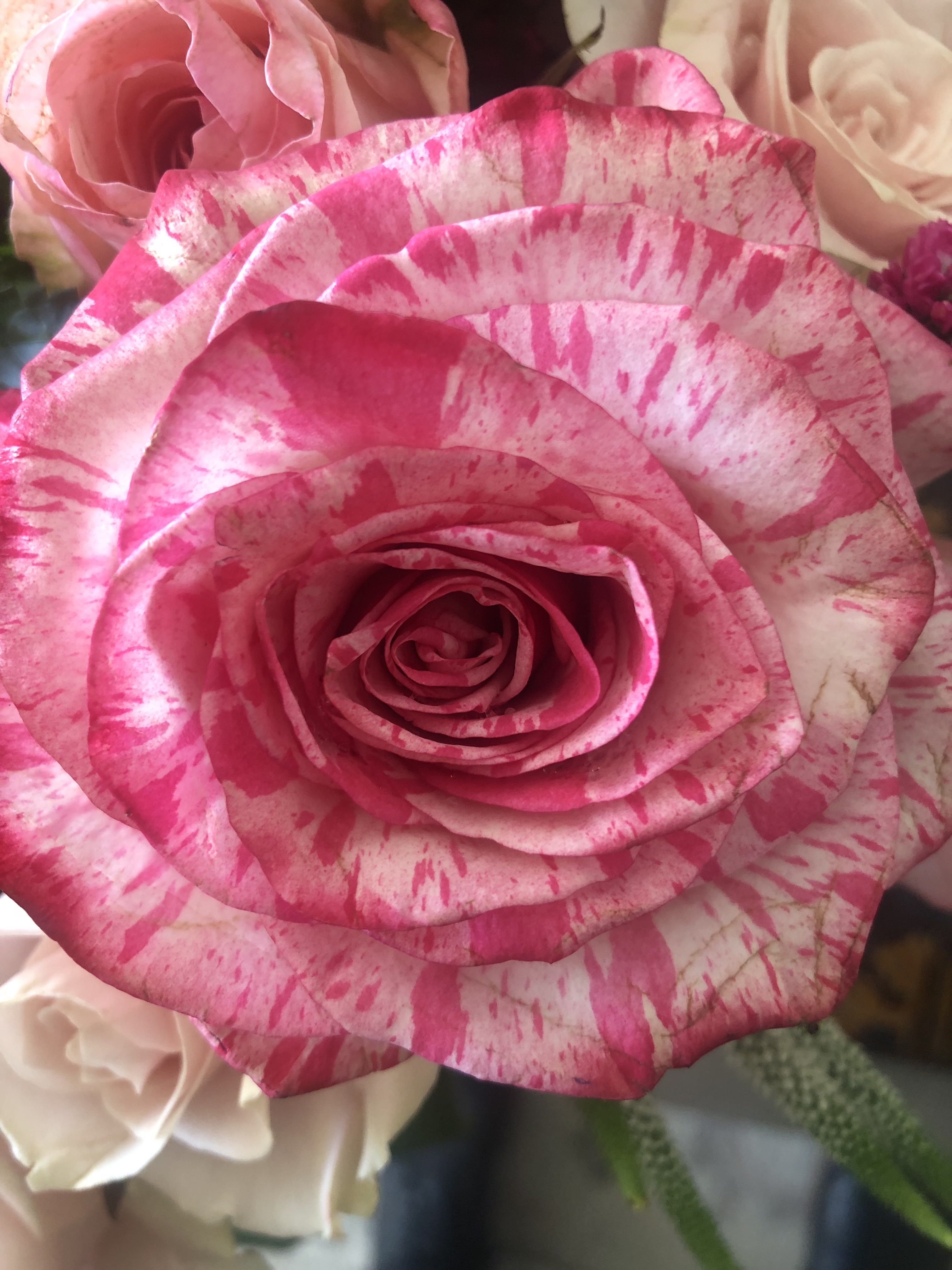 Rose Ruggeiro Roses for My Wife!! – Joe Ruggiero at Home