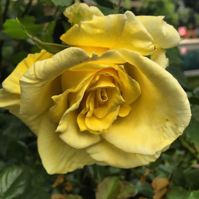 Rose Ruggeiro Yellow Rose in My Garden! – Joe Ruggiero at Home